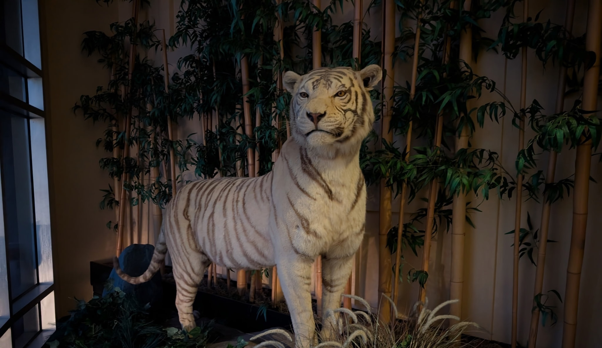 Mac the Tiger, the beloved Conroe High School mascot